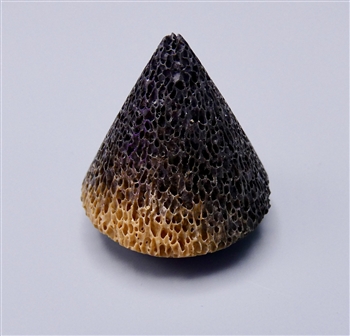 Fossil Armadillo Bone Point,  25 x 24mm