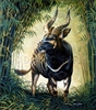 GICLEE PRINT "BONGO OF THE ABERDARE FOREST"