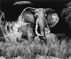 SCRATCHBOARD PRINT "ANGRY TUSKER"