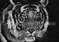 SCRATCHBOARD PRINT "I AM TIGER"