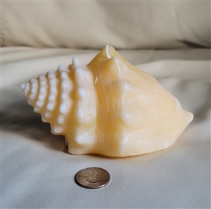 Vintage seashell unscented candle nautical decor