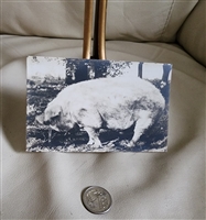Huge pig photo postcard 1900 collectible gifts collectible farmhouse industrial gifts for any occasion