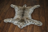 Bobcat taxidermy rug