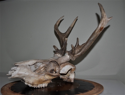 Vintage fallen Deer skull with antlers display