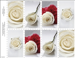 653-r Assorted White Roses 8-Up Prayer Card