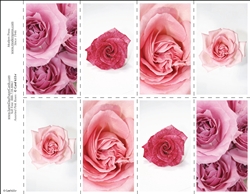 655-r Assorted Pink Roses 8-Up Prayer Card