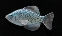 Crappie - Black, LT, 4 3/8"