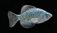 Crappie - Black, RT, 4 3/8"