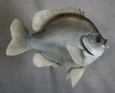 Sunfish, Bluegill 12" (TA) R