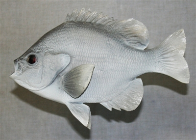 Sunfish, Bluegill 9.5" (TA) L