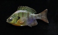 Bluegill/Bream, LT, 4 1/4"