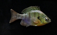 Bluegill/Bream, RT, 4 1/4"