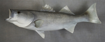 Bass, Striped 30" (RA) L