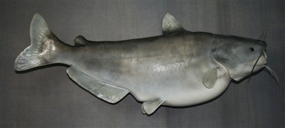 Catfish, Blue 50" (TA) R
