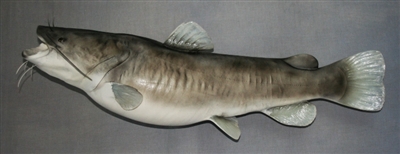 Catfish, Flathead 50" (TA) L