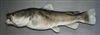 Catfish, Flathead 44" (TA) L