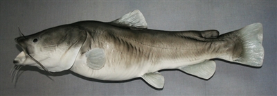 Catfish, Flathead 44" (TA) L