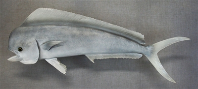 Dolphin, Male (Dorado) 36" (TA) L
