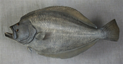 Flounder, Southern 24" (TA) L