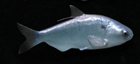 Gizzard Shad, RT, 6 3/4"