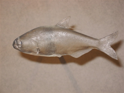 Gizzard Shad - 6 3/4"