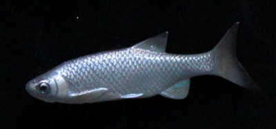 Minnow, LT, 4"