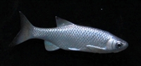 Minnow, RT, 4"