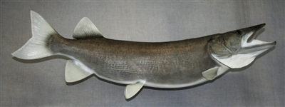 Muskellunge (Muskie) 43" (RA) R