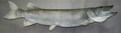 Muskellunge (Muskie) 50" (RA) R