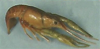 Swimming Crayfish - Painted