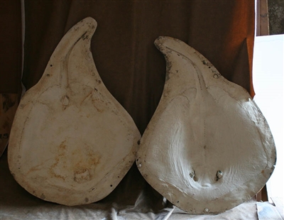 Ray, Atlantic Stingray 33"  (CC)