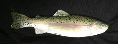 Rainbow Trout, Both Sides Painted, 7"