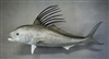 Roosterfish 44" (CC) L