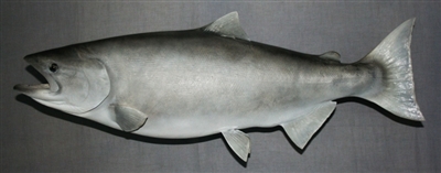 Salmon, King 37" (TA) L