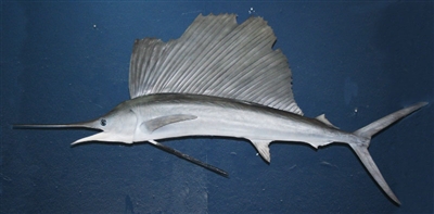 Sailfish 075" (RA) L