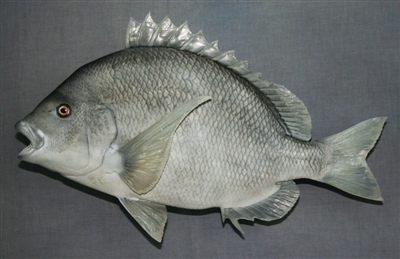 Sheepshead 24" (TA) L