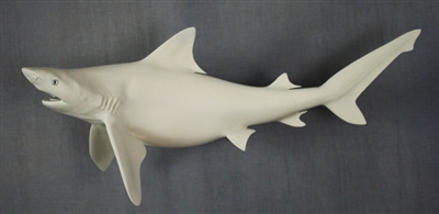 Shark, Bull 35" (CC) L