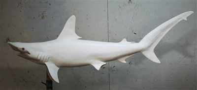 Shark, Hammerhead 53" (CC) L