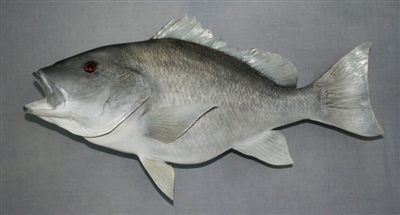 Snapper, Red 34" (TA) L