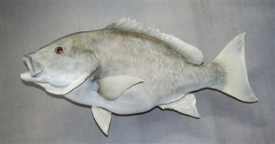 Snapper, Red 37" (TA) L