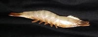 Shrimp, Straight/Crawling - 5 1/2" - Painted