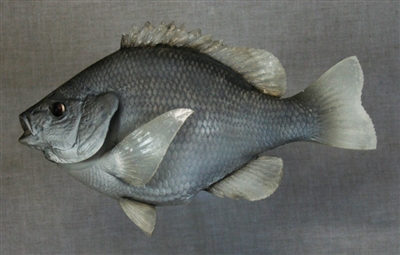 Sunfish 12" (TA) L