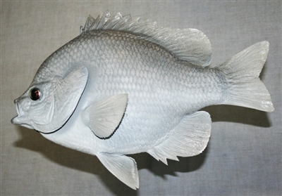 Sunfish 11" (LA) L