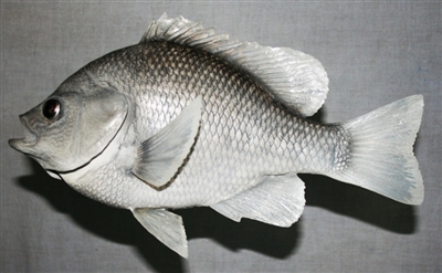 Sunfish 11" (LA) L