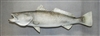 Trout, Speckled Sea 29.5" (RA) L