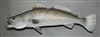 Trout, Speckled Sea 29.5" (RA) L