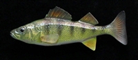 Perch - Yellow, LT, 5 3/8"