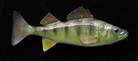 Perch - Yellow, RT, 5 3/8"