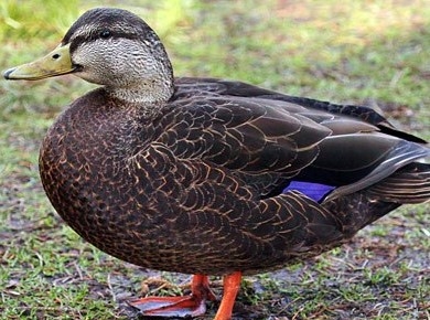 Black Duck Pair