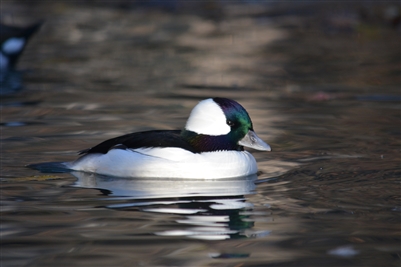 Bufflehead Duck Pair